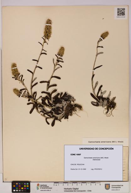 Gamochaeta americana [Espécimen: UDEC:CONC:0010337]