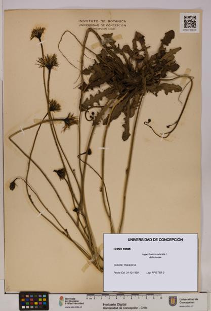 Hypochaeris radicata [Espécimen: UDEC:CONC:0010338]