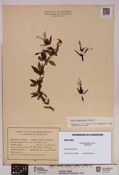Fuchsia magellanica [Espécimen: UDEC:CONC:0010342]
