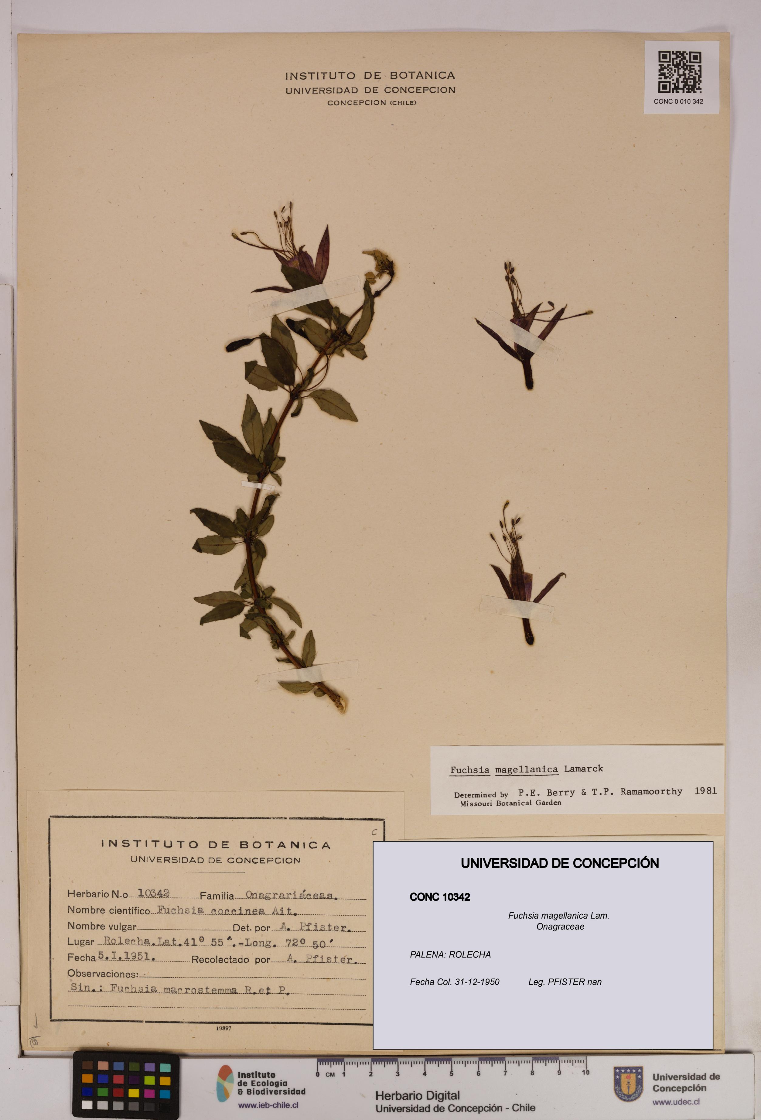 Fuchsia magellanica [Espécimen: UDEC:CONC:0010342]