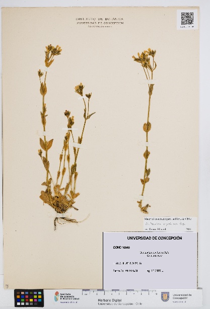 Centaurium erythraea [Espécimen: UDEC:CONC:0010346]