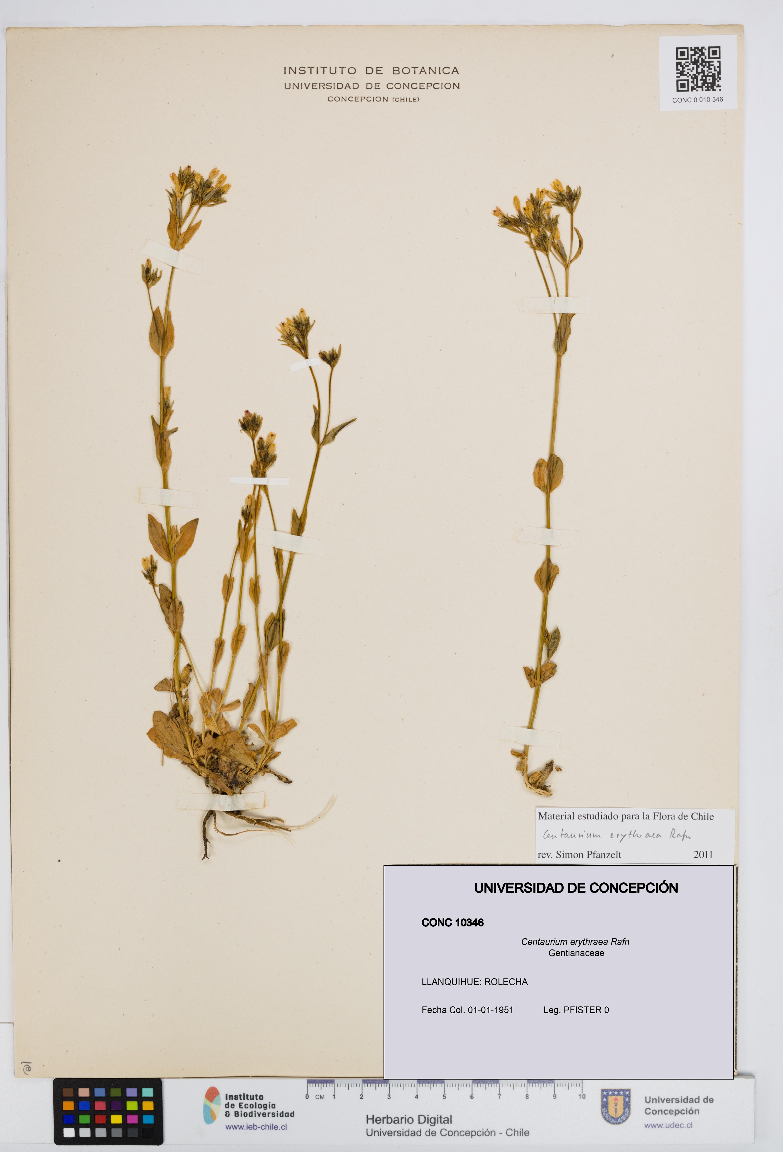 Centaurium erythraea [Espécimen: UDEC:CONC:0010346]