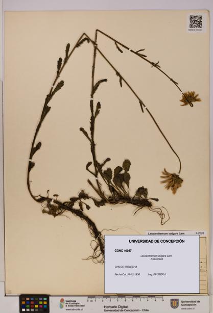 Leucanthemum vulgare [Espécimen: UDEC:CONC:0010357]