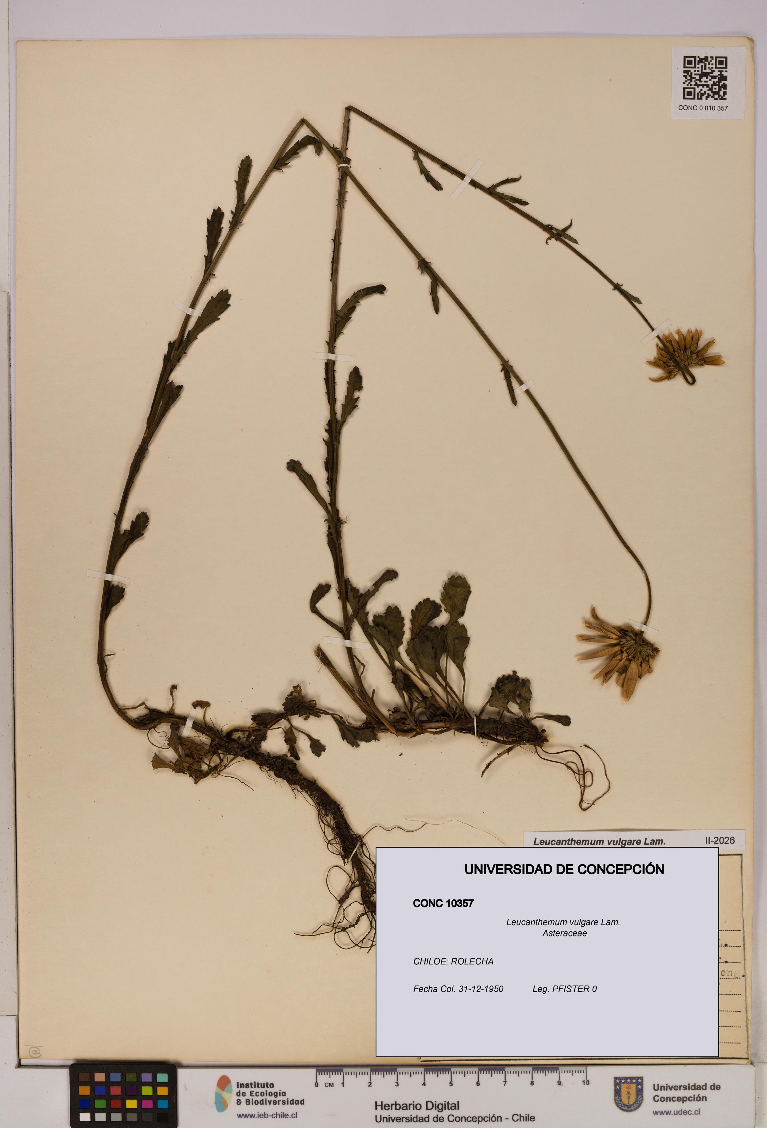 Leucanthemum vulgare [Espécimen: UDEC:CONC:0010357]