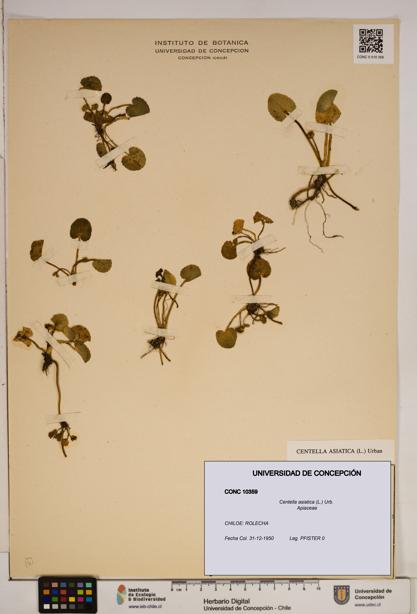 Centella asiatica [Espécimen: ]