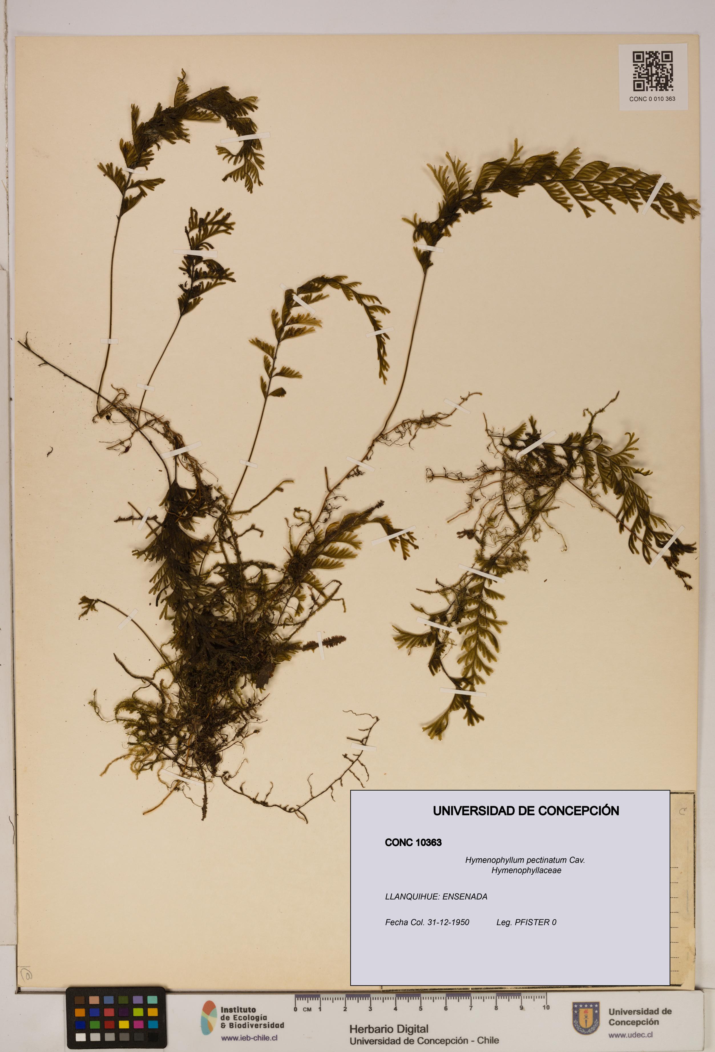 Hymenophyllum pectinatum [Espécimen: ]