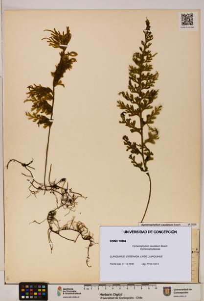 Hymenophyllum caudatum [Espécimen: UDEC:CONC:0010364]