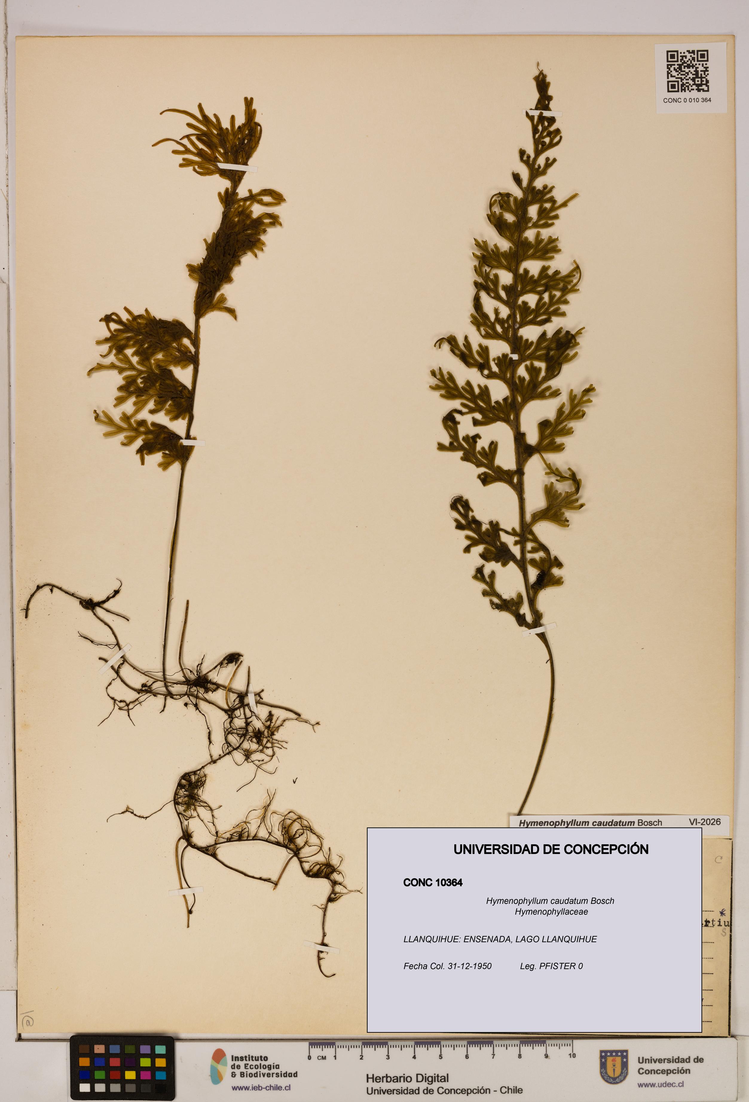 Hymenophyllum caudatum [Espécimen: UDEC:CONC:0010364]