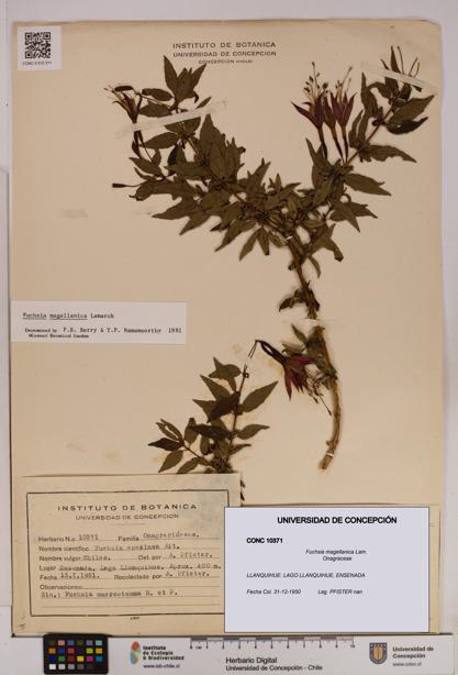 Fuchsia magellanica [Espécimen: UDEC:CONC:0010371]