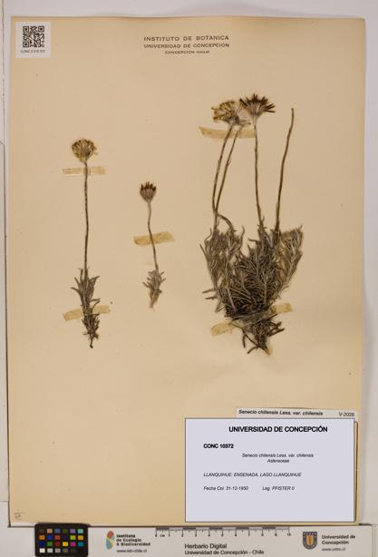 Senecio chilensis var. chilensis [Espécimen: UDEC:CONC:0010372]