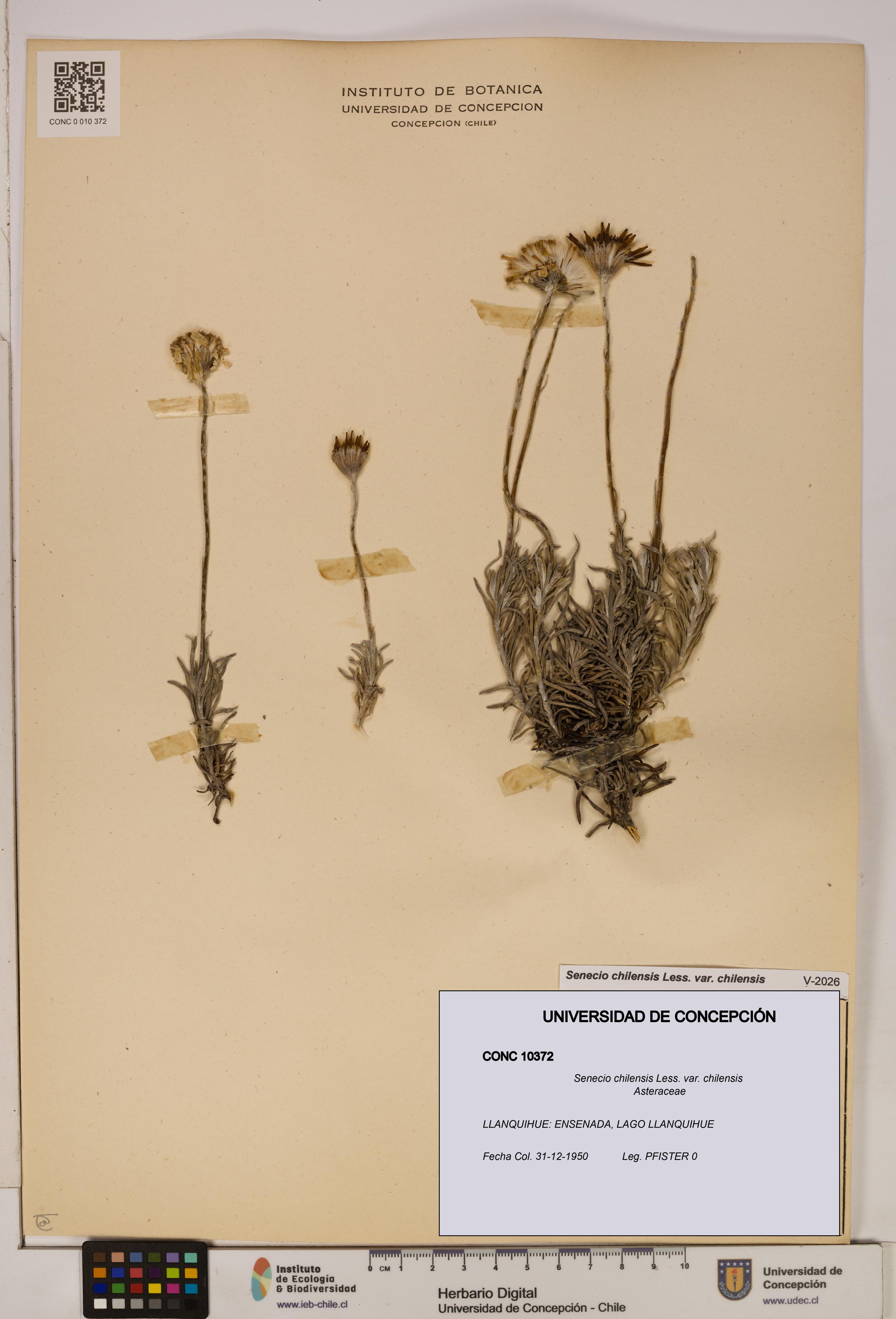 Senecio chilensis var. chilensis [Espécimen: UDEC:CONC:0010372]