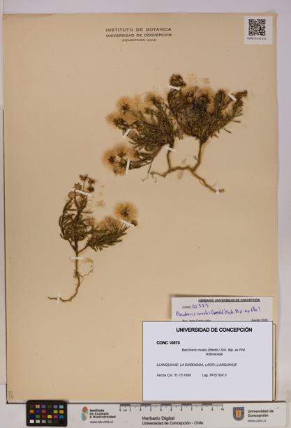 Baccharis nivalis [Espécimen: UDEC:CONC:0010373]