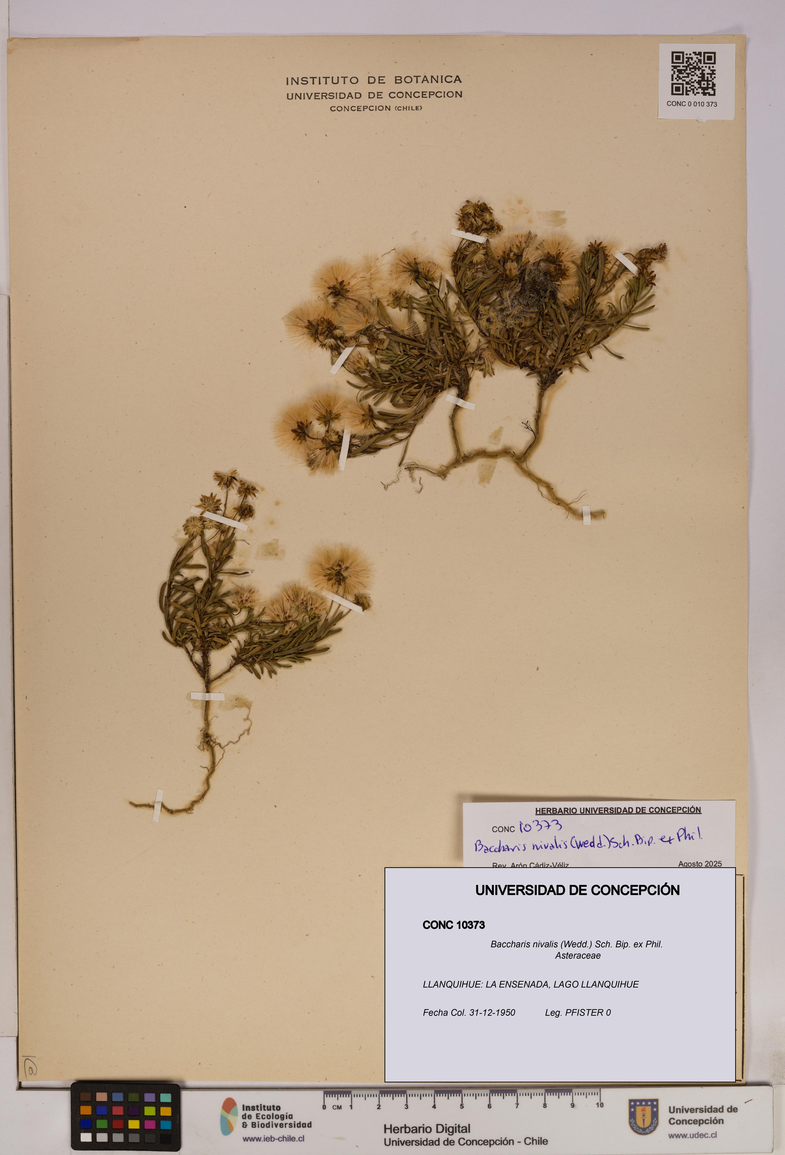 Baccharis nivalis [Espécimen: UDEC:CONC:0010373]