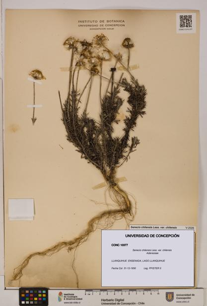 Senecio chilensis var. chilensis [Espécimen: UDEC:CONC:0010377]
