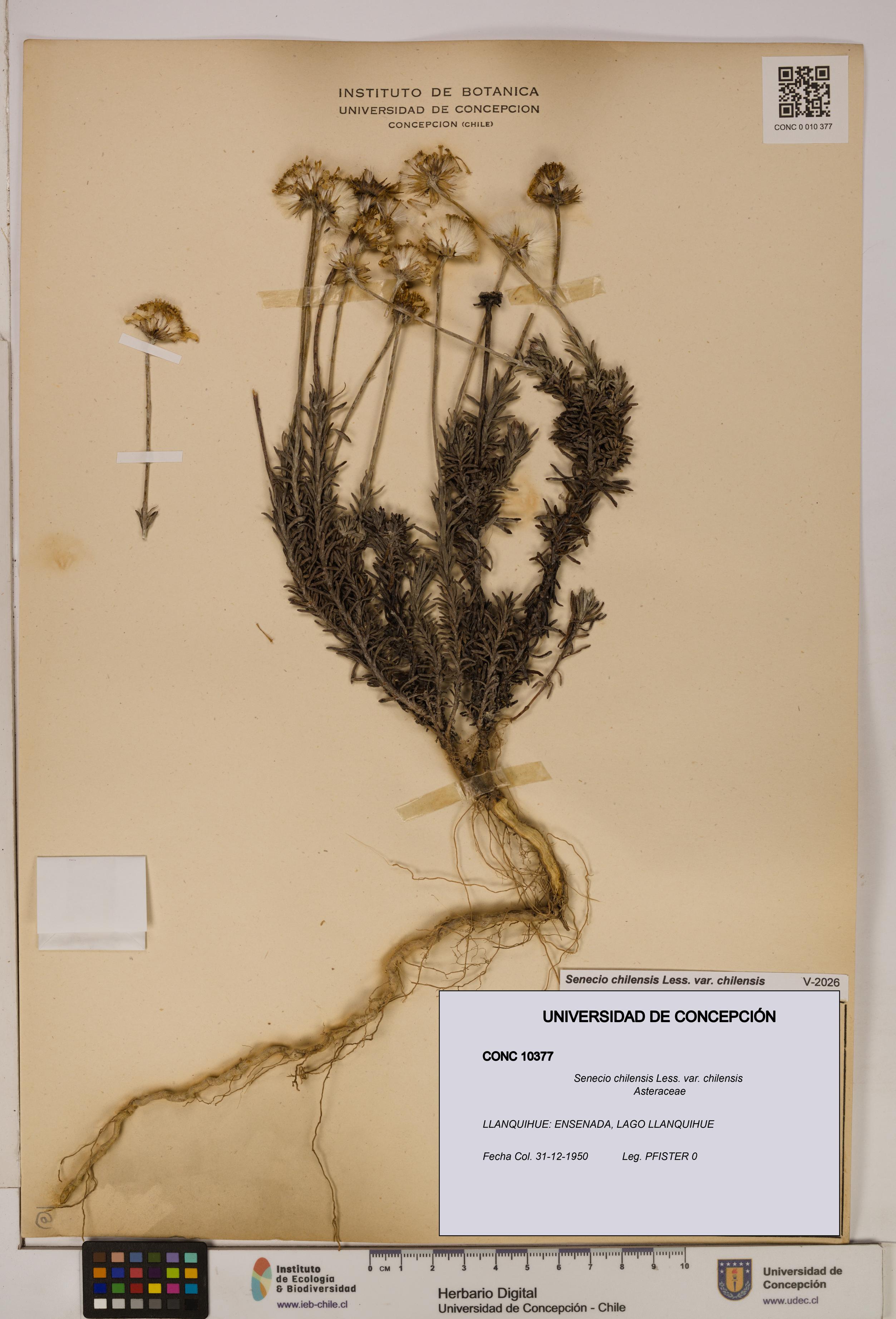 Senecio chilensis var. chilensis [Espécimen: UDEC:CONC:0010377]
