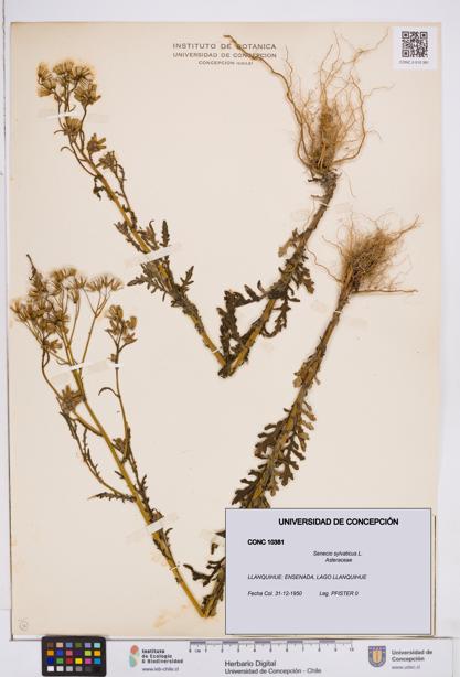 Senecio sylvaticus [Espécimen: ]