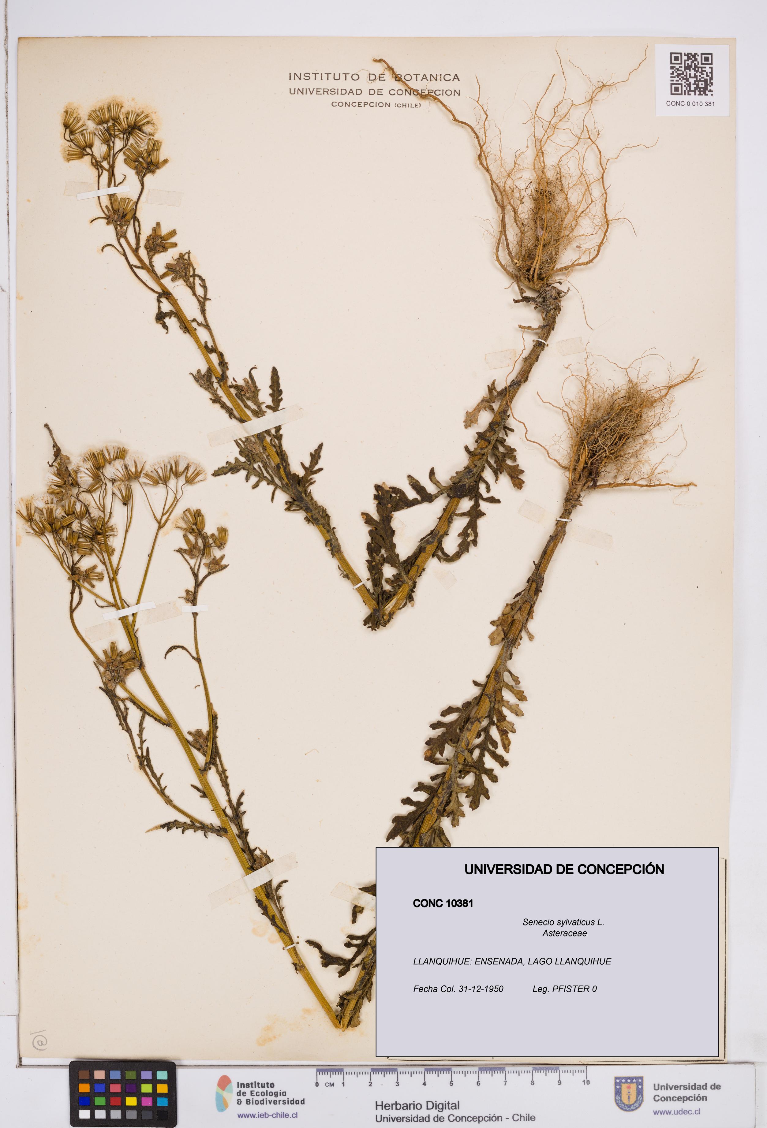 Senecio sylvaticus [Espécimen: ]