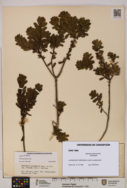 Baccharis patagonica [Espécimen: UDEC:CONC:0010383]