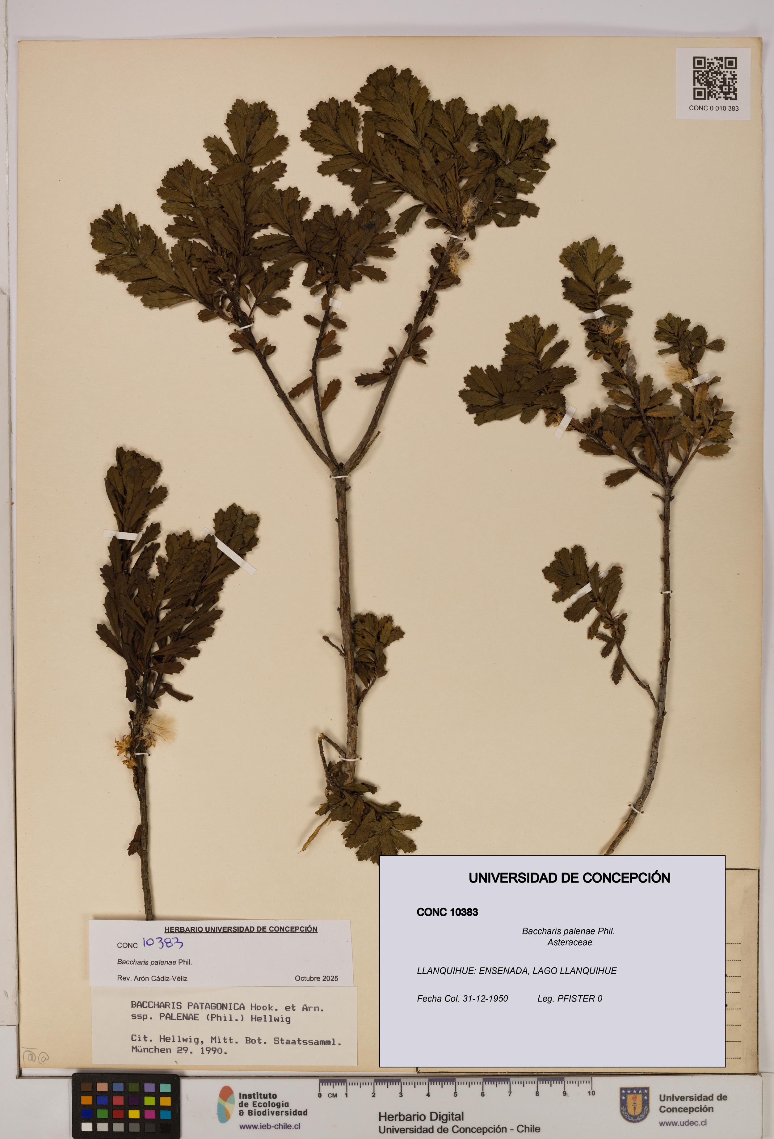 Baccharis patagonica [Espécimen: UDEC:CONC:0010383]