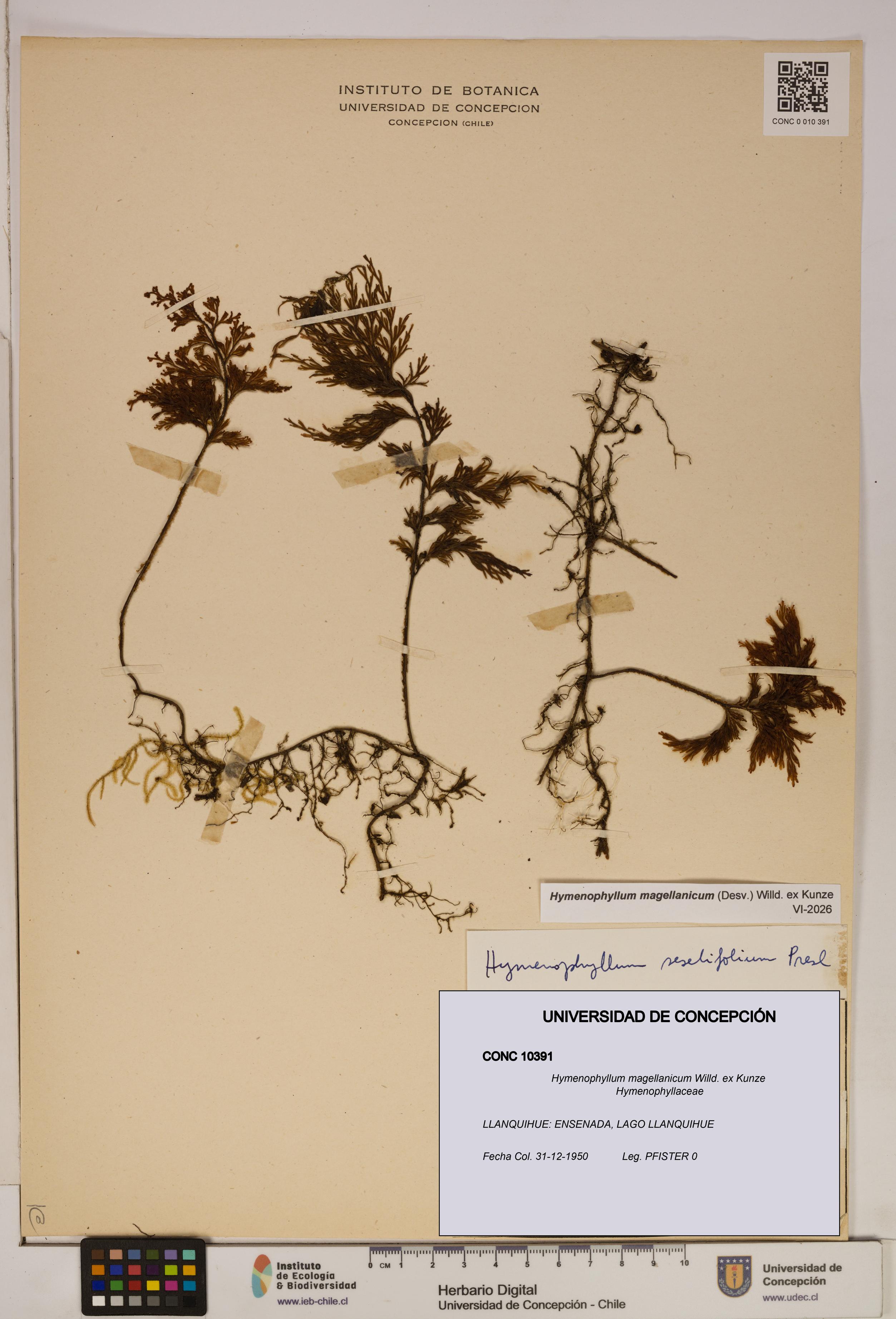 Hymenophyllum magellanicum [Espécimen: ]