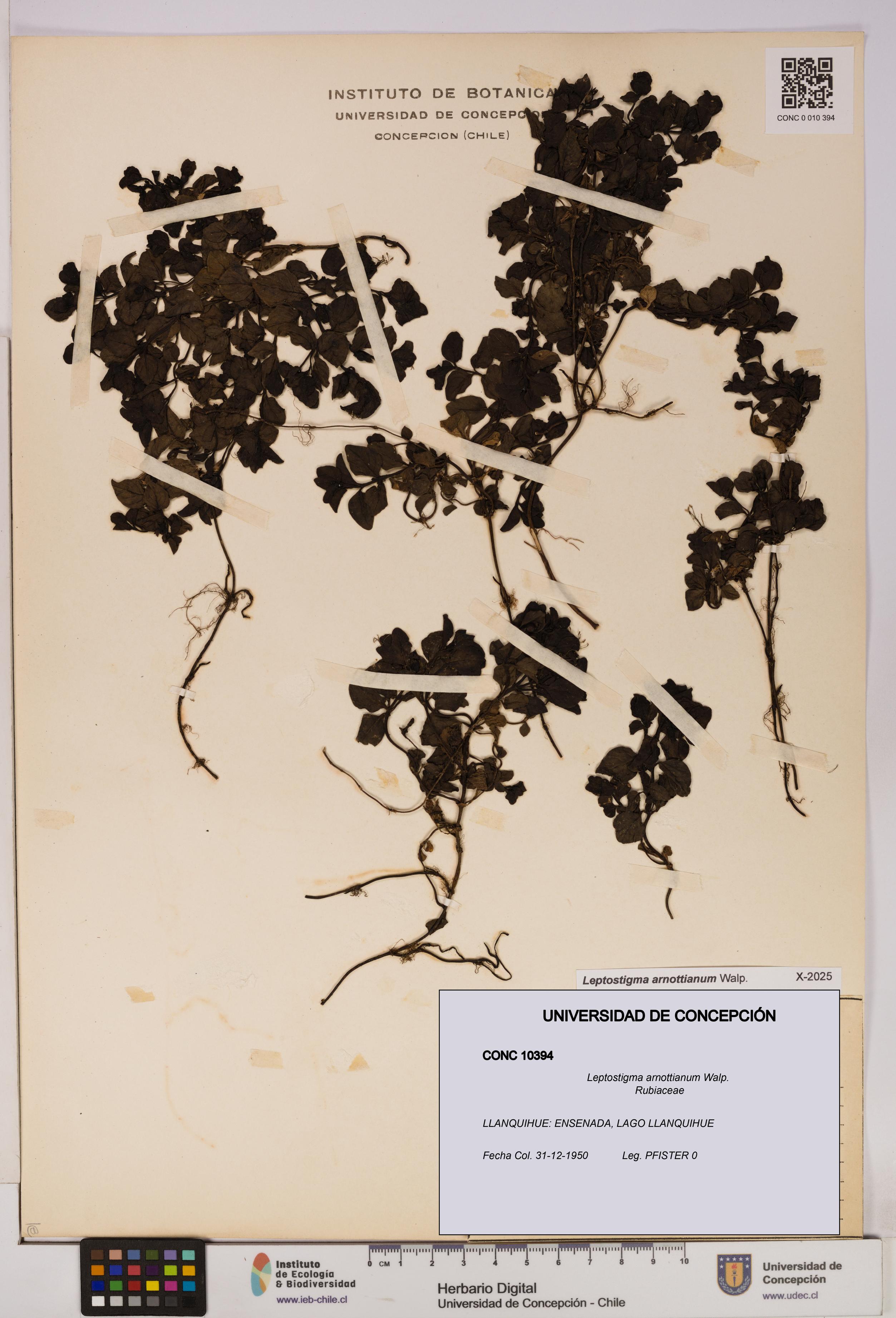 Leptostigma arnottianum [Espécimen: UDEC:CONC:0010394]