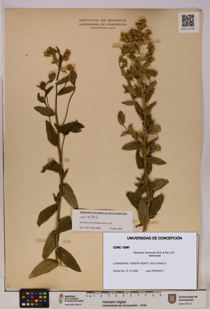 Baccharis racemosa [Espécimen: UDEC:CONC:0010397]
