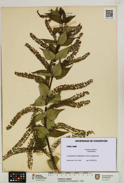 Coriaria ruscifolia [Espécimen: ]