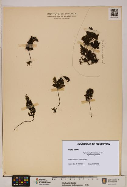 Hymenophyllum dentatum [Espécimen: UDEC:CONC:0010399]