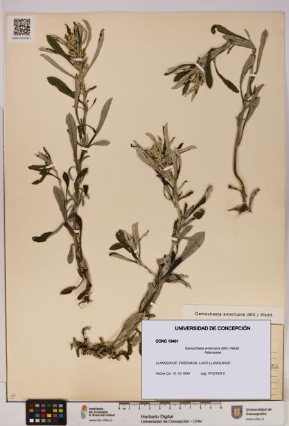 Gamochaeta americana [Espécimen: UDEC:CONC:0010401]