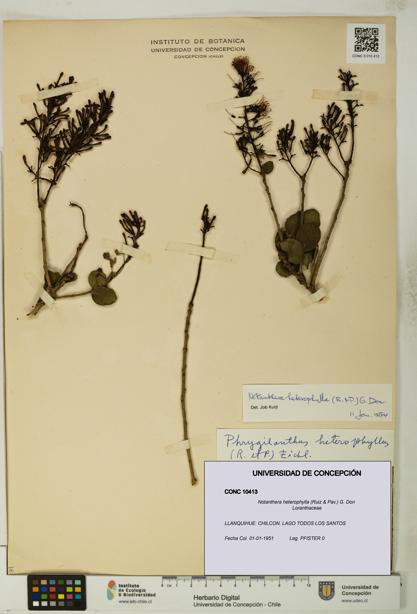 Notanthera heterophylla [Espécimen: UDEC:CONC:0010413]