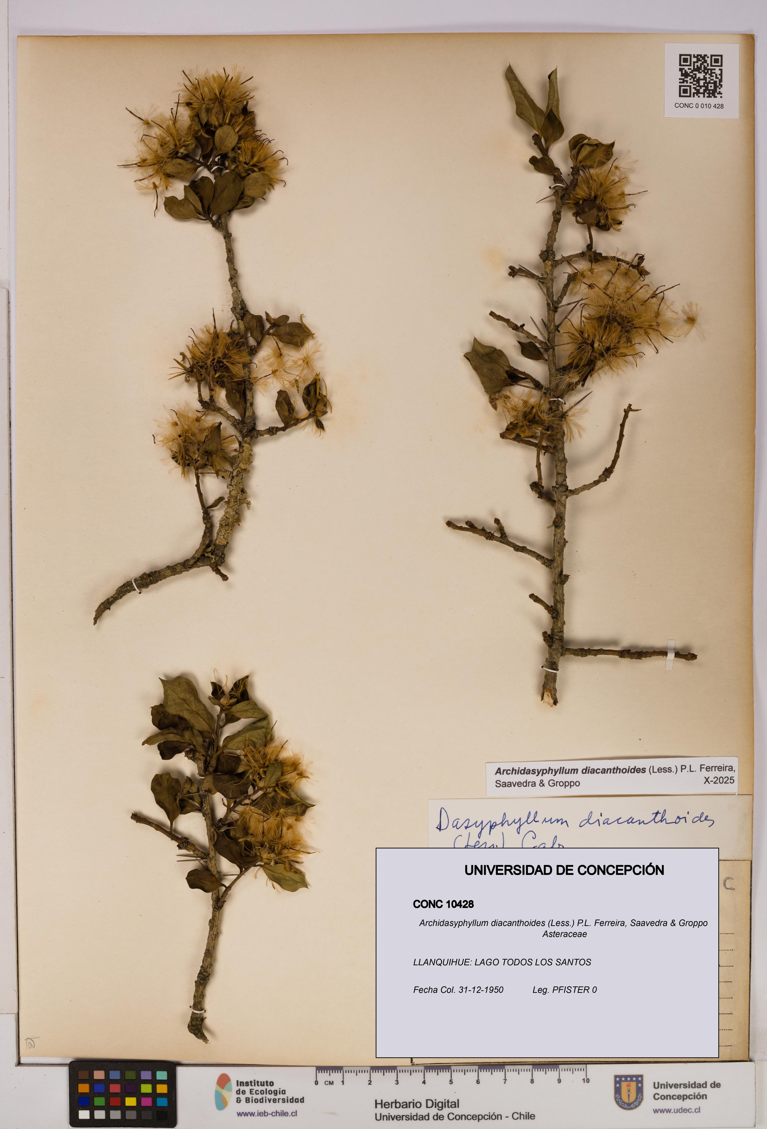 Archidasyphyllum diacanthoides [Espécimen: UDEC:CONC:0010428]