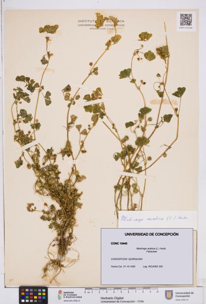 Medicago arabica [Espécimen: ]