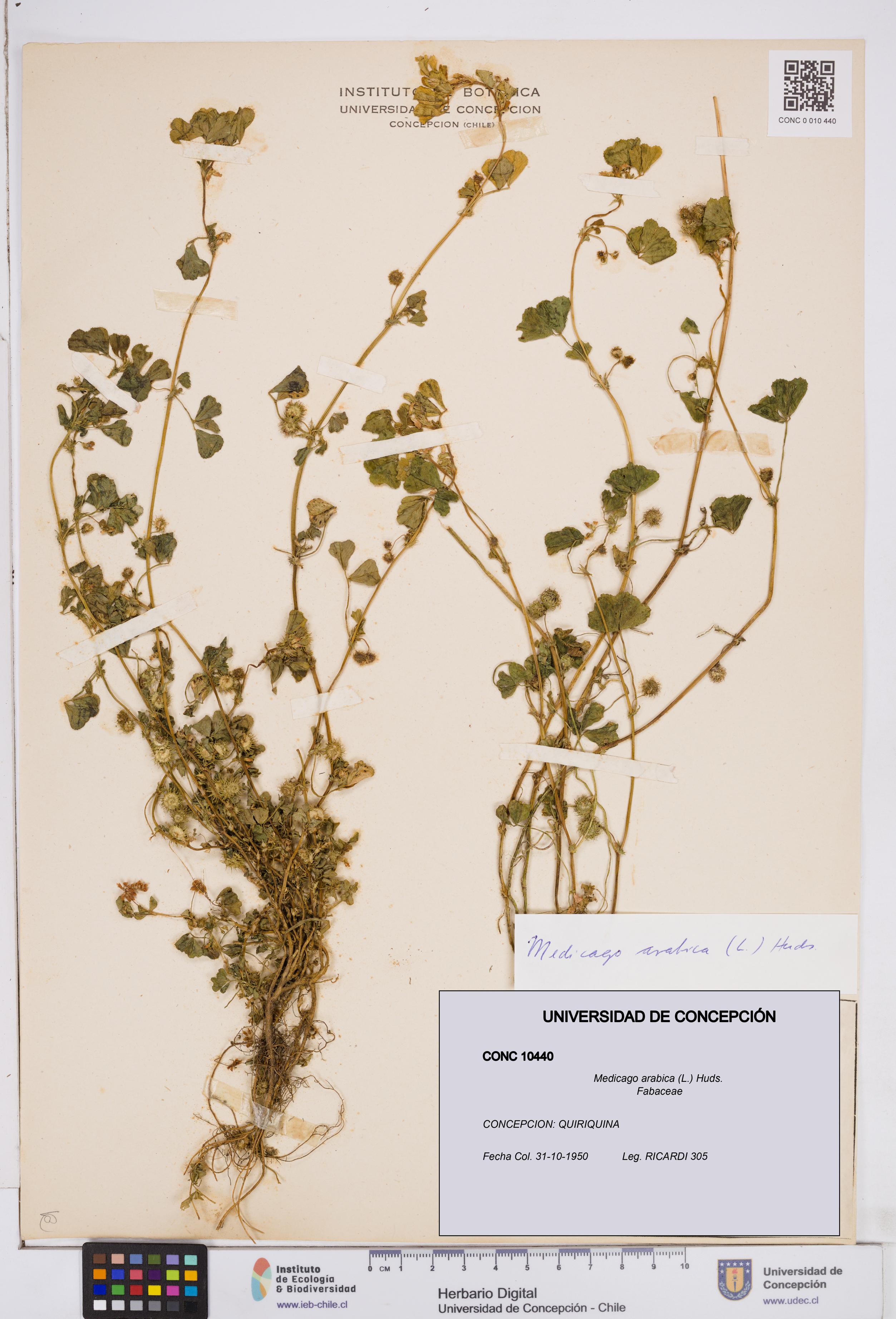 Medicago arabica [Espécimen: ]