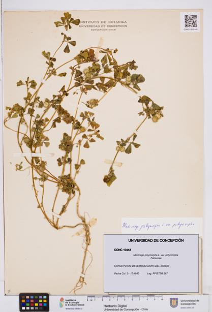 Medicago polymorpha var. polymorpha [Espécimen: ]