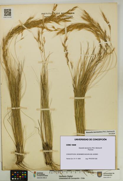 Nassella laevissima [Espécimen: UDEC:CONC:0010449]