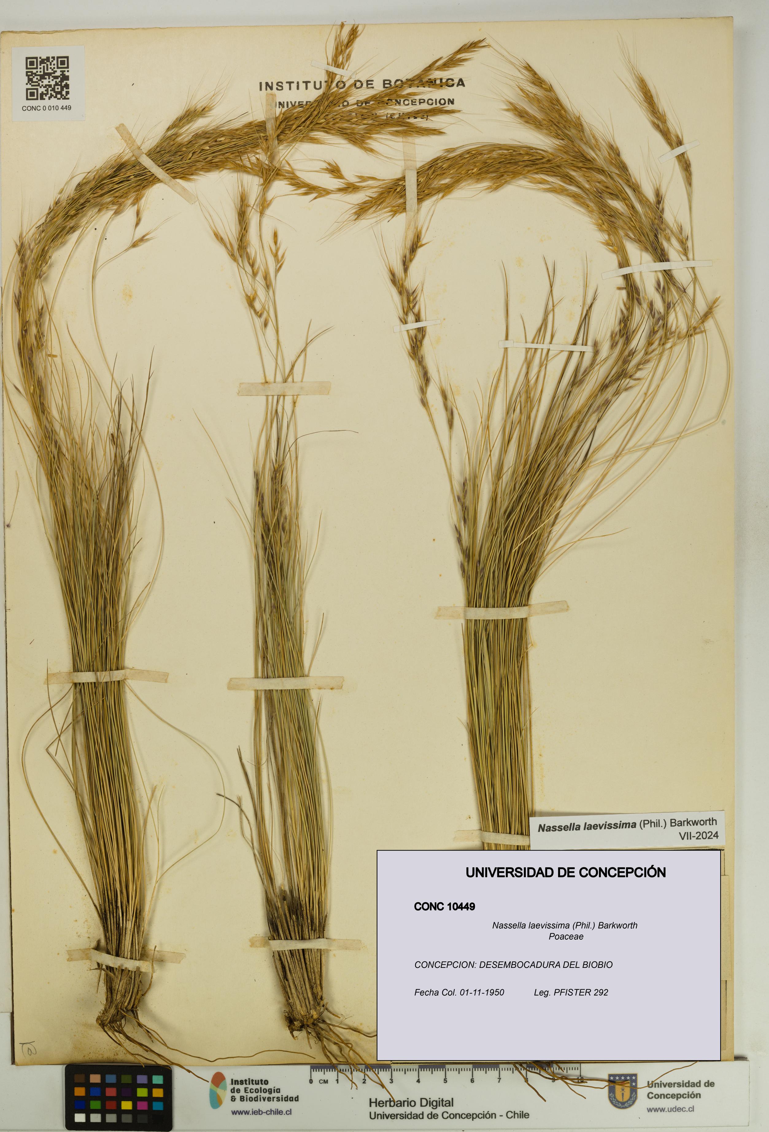 Nassella laevissima [Espécimen: UDEC:CONC:0010449]