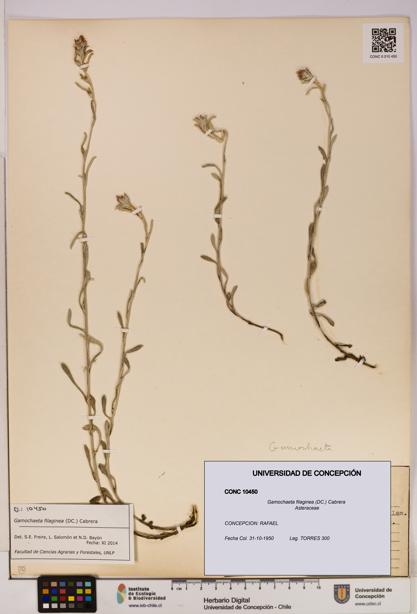 Gamochaeta filaginea [Espécimen: UDEC:CONC:0010450]