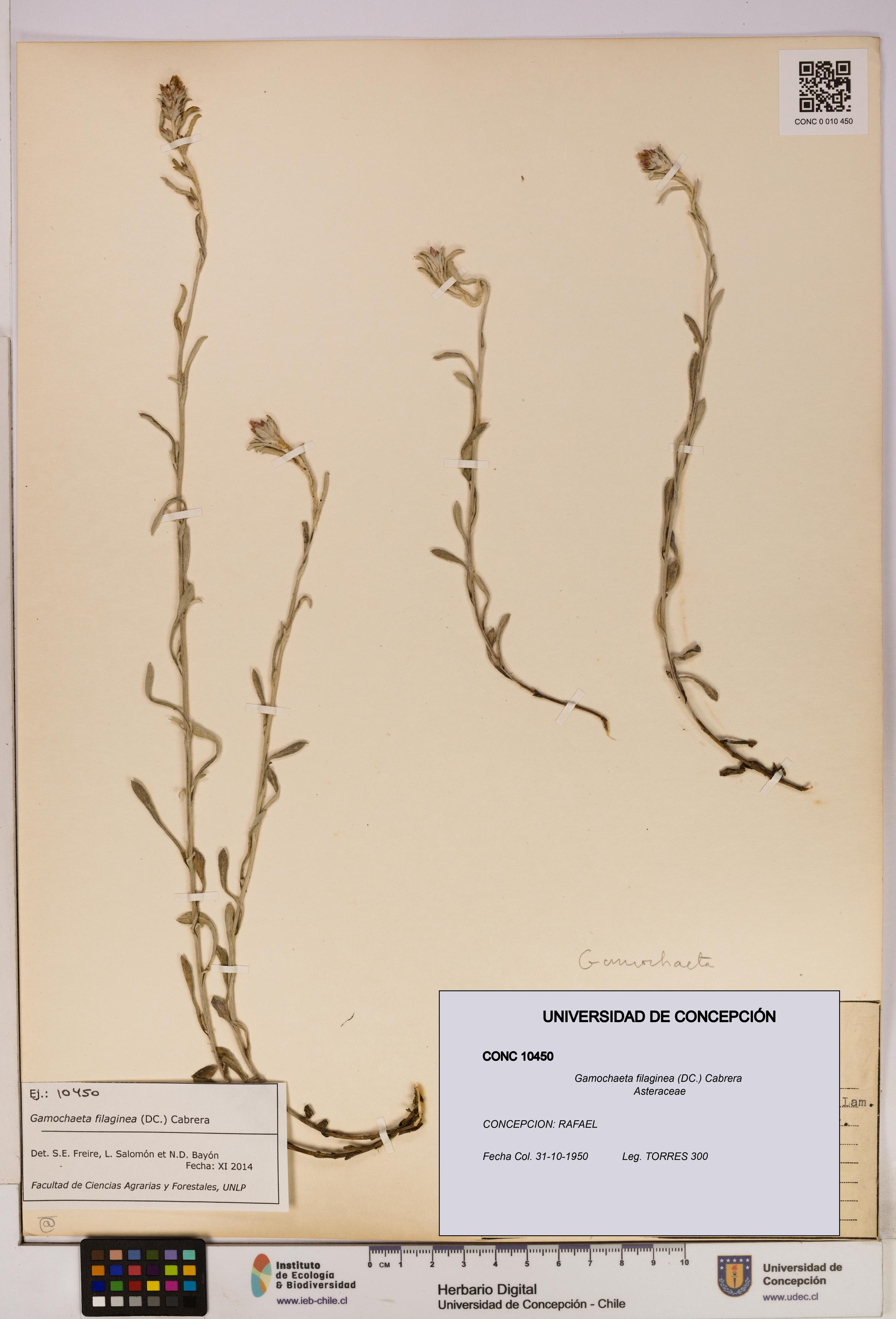 Gamochaeta filaginea [Espécimen: UDEC:CONC:0010450]