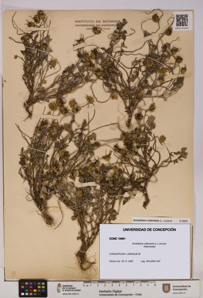 Arctotheca calendula [Espécimen: UDEC:CONC:0010461]