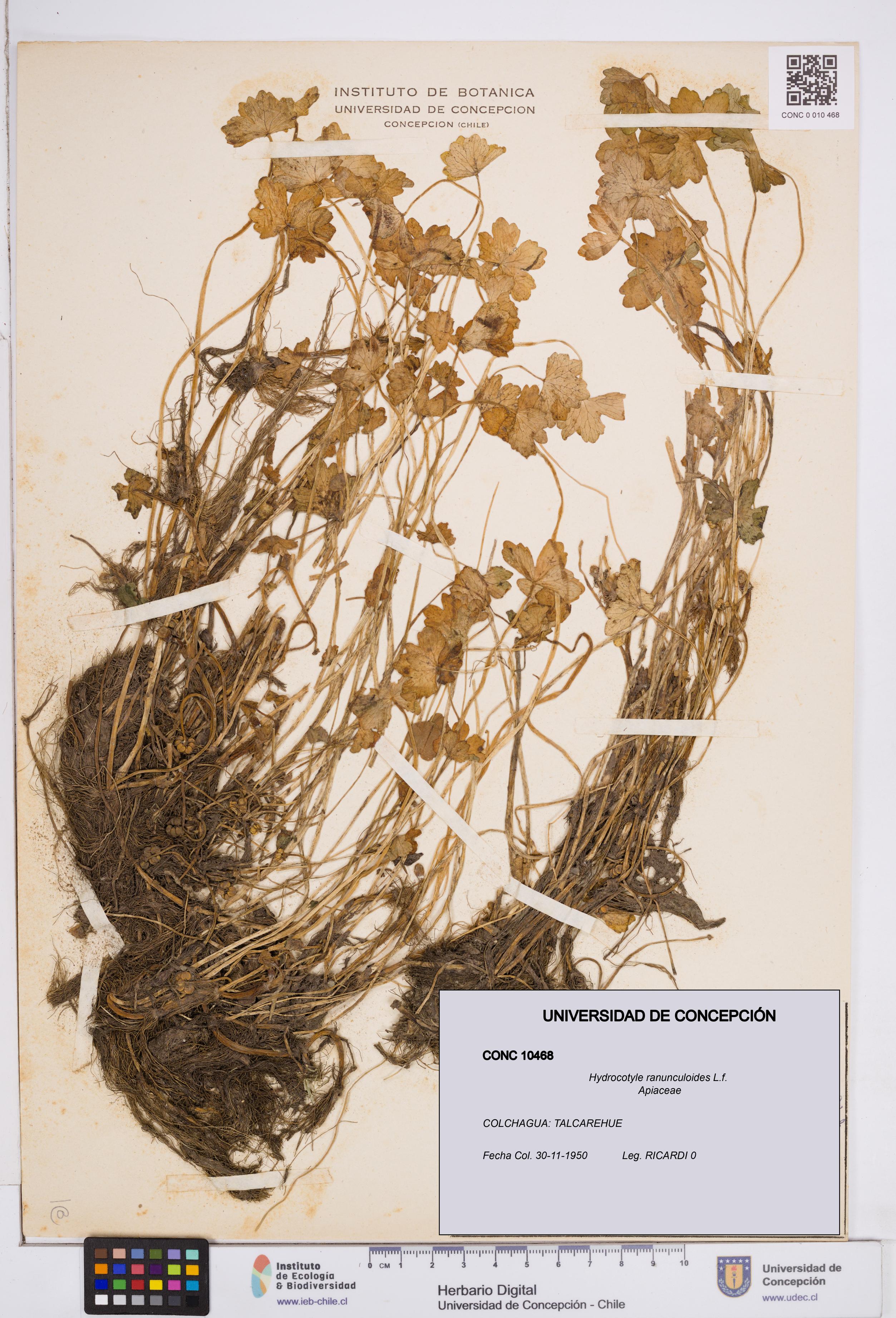 Hydrocotyle ranunculoides [Espécimen: ]