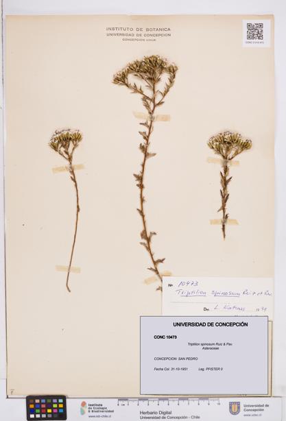 Triptilion spinosum [Espécimen: ]