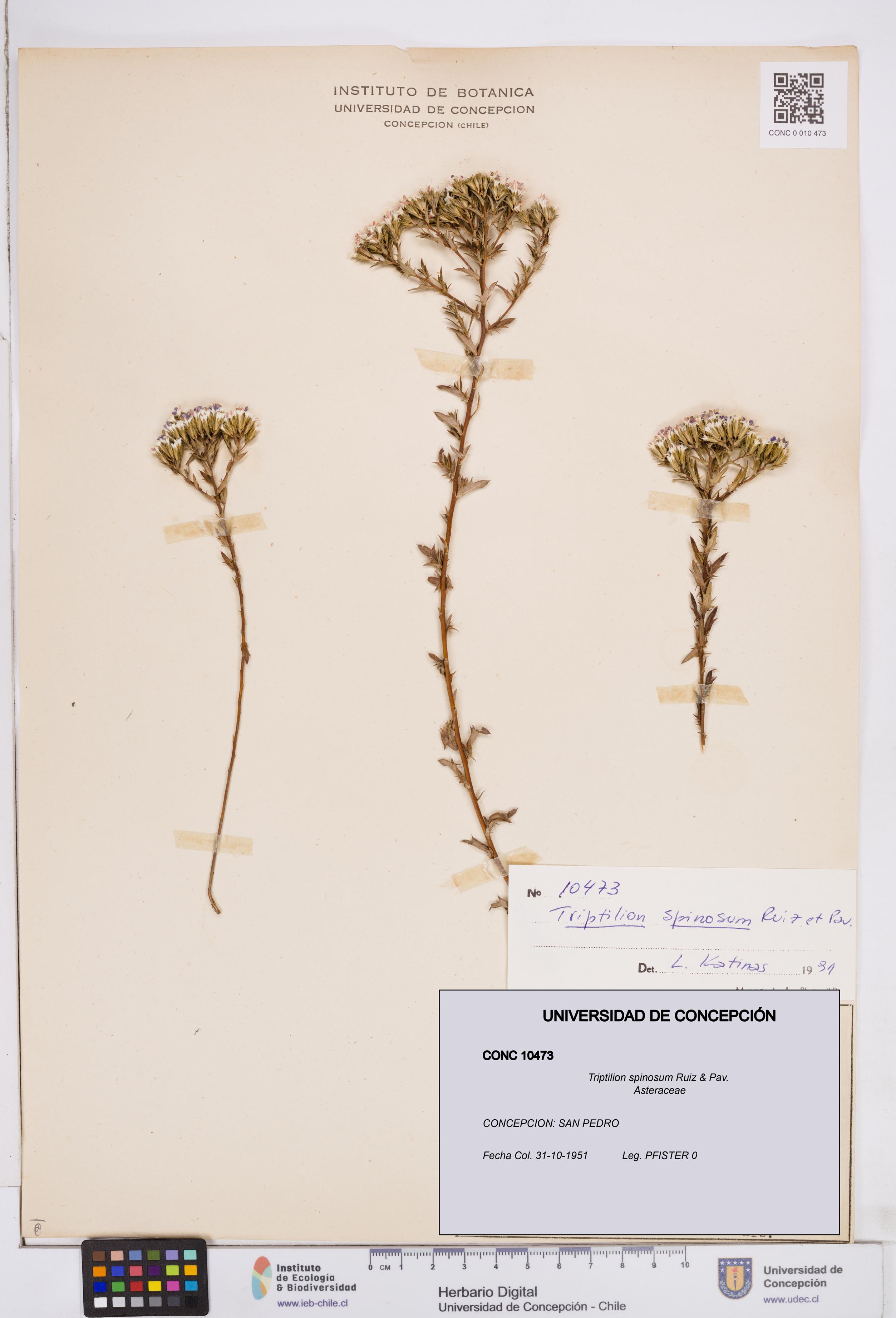 Triptilion spinosum [Espécimen: ]
