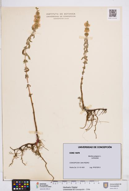 Mentha pulegium [Espécimen: ]