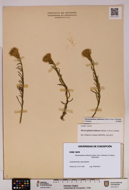 Plectocephalus bulbosus [Espécimen: UDEC:CONC:0010479]
