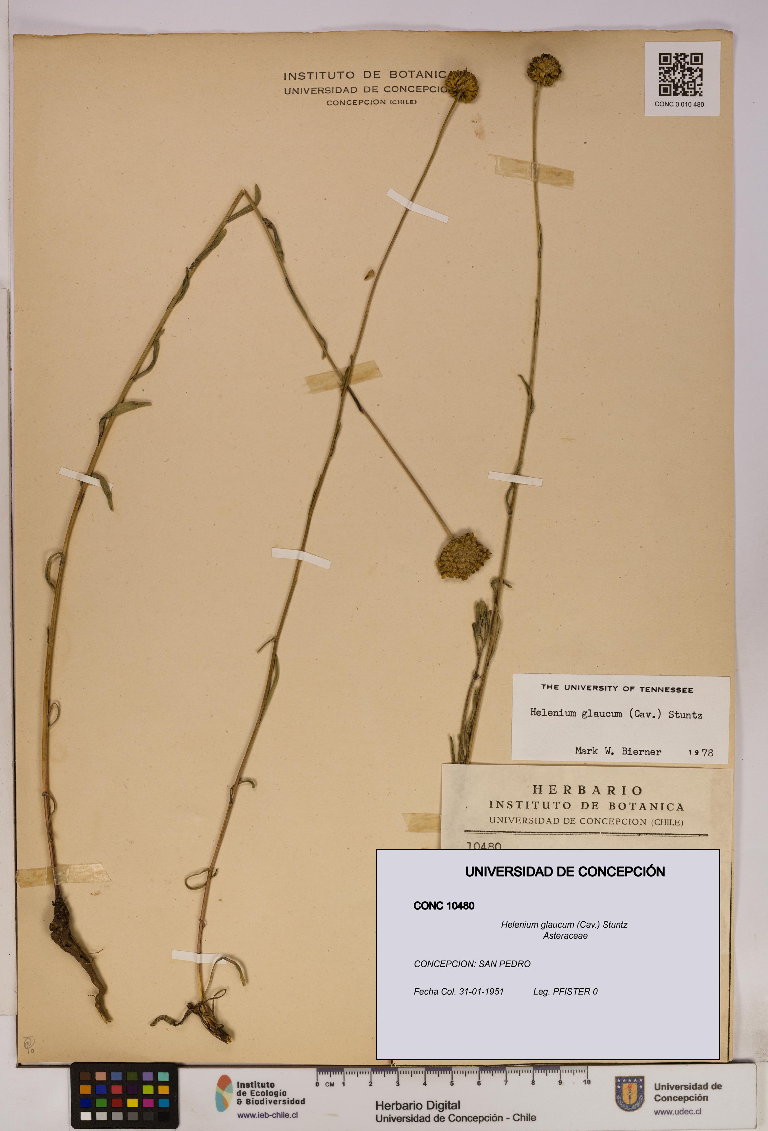 Helenium glaucum [Espécimen: UDEC:CONC:0010480]