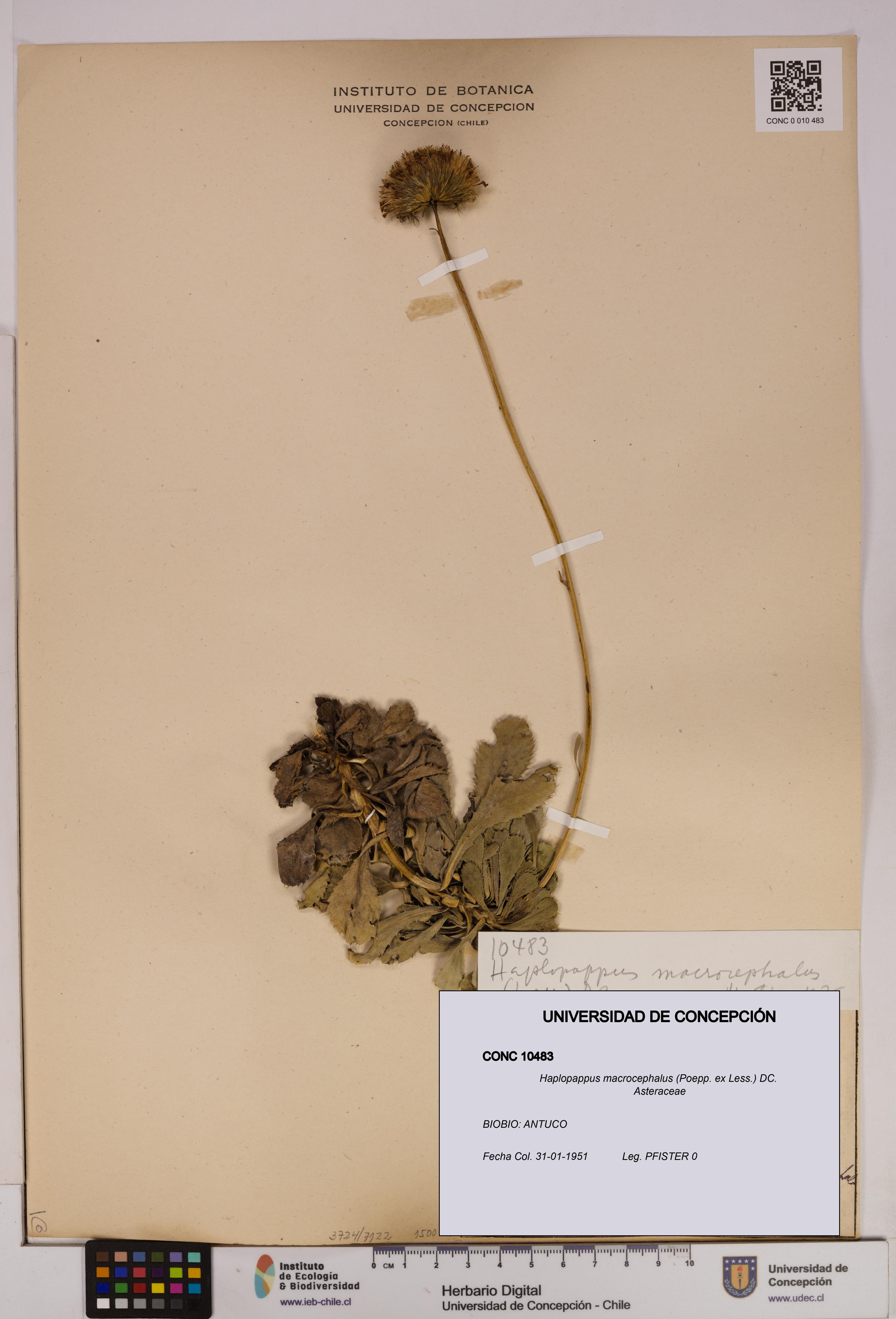 Haplopappus macrocephalus [Espécimen: UDEC:CONC:0010483]