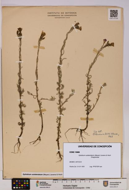 Epilobium subdentatum [Espécimen: UDEC:CONC:0010484]