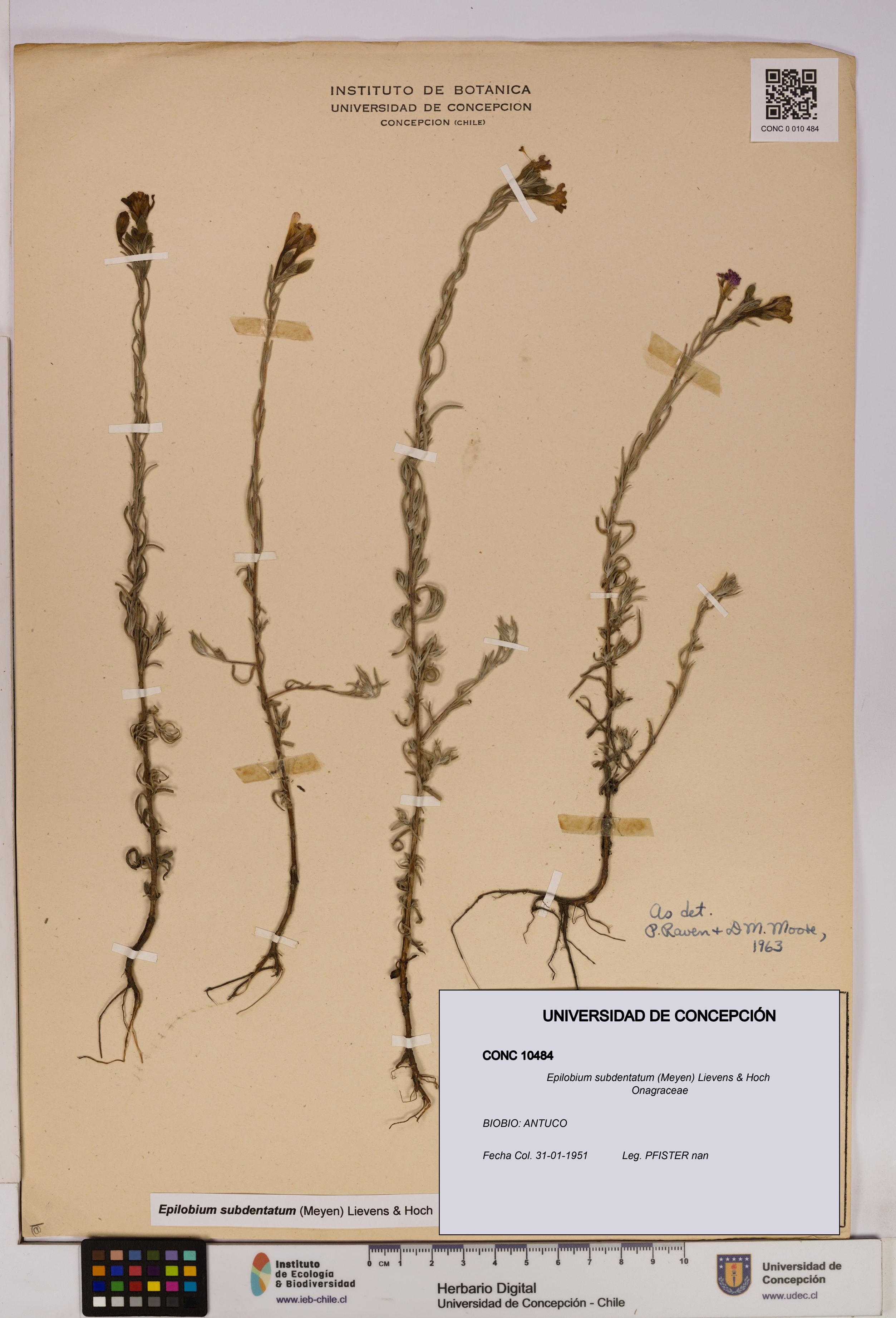 Epilobium subdentatum [Espécimen: UDEC:CONC:0010484]