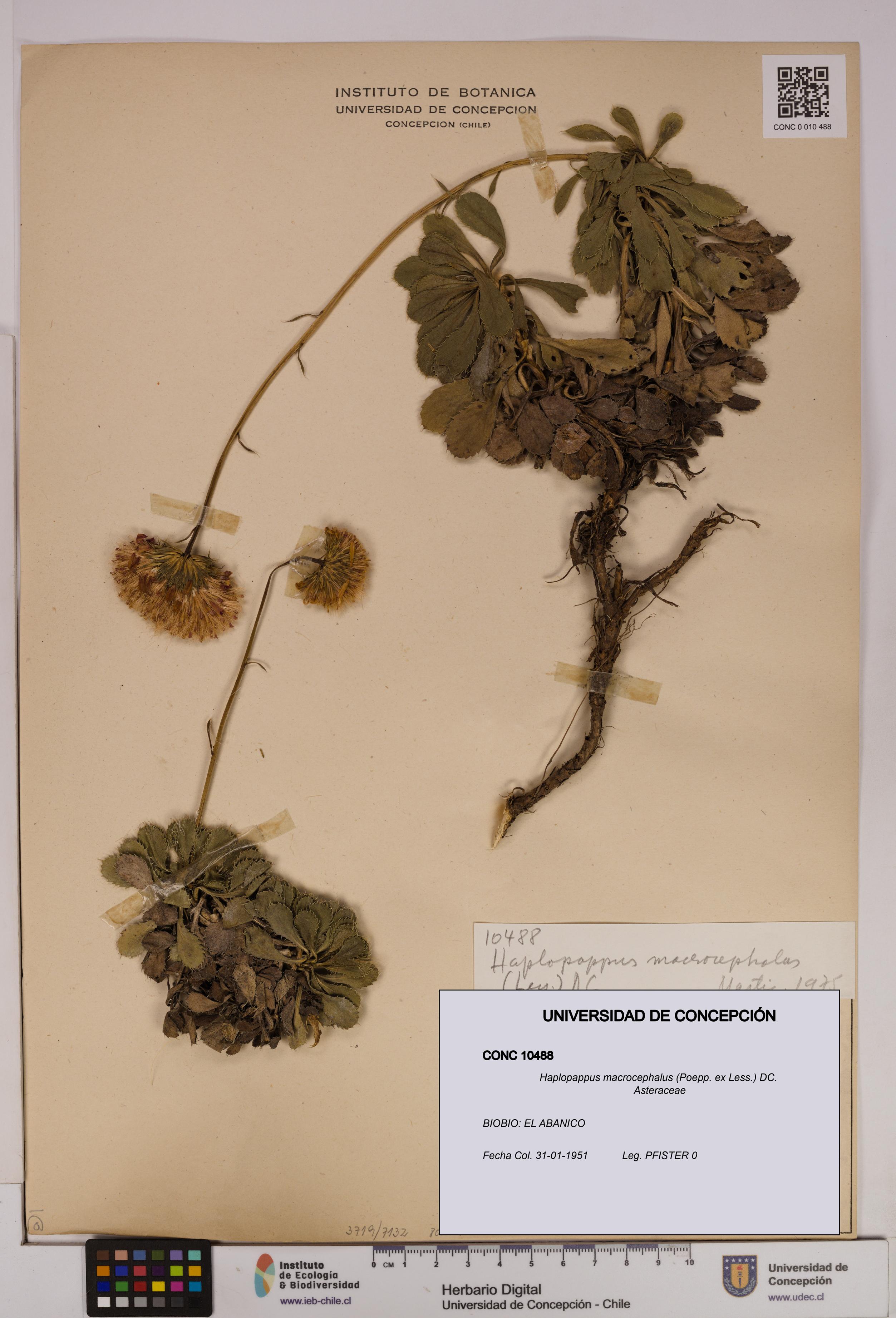 Haplopappus macrocephalus [Espécimen: UDEC:CONC:0010488]