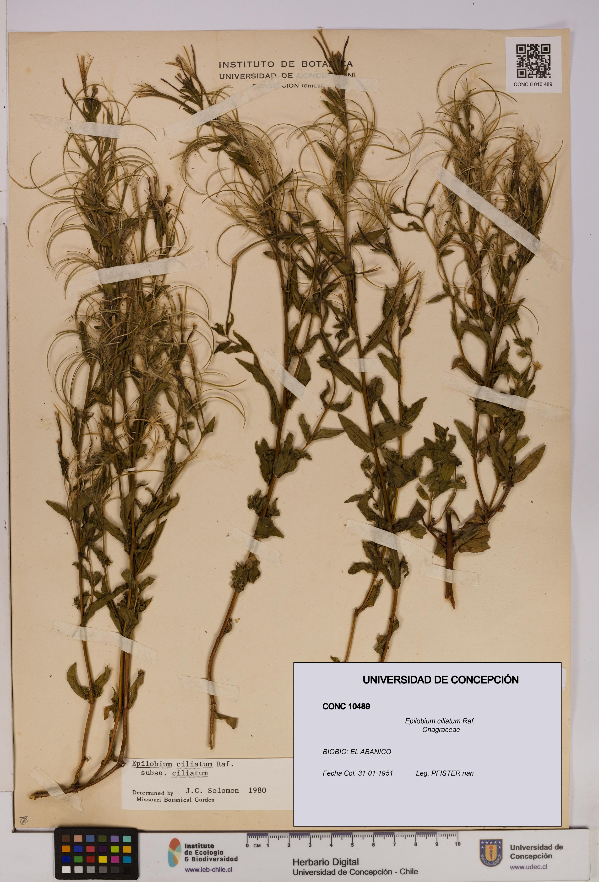 Epilobium ciliatum [Espécimen: UDEC:CONC:0010489]